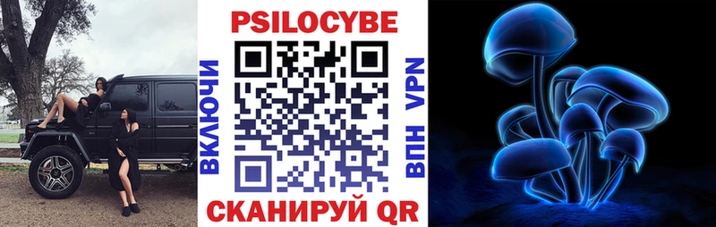 закладки Белокуриха Псилоцибиновые грибы Psilocybe